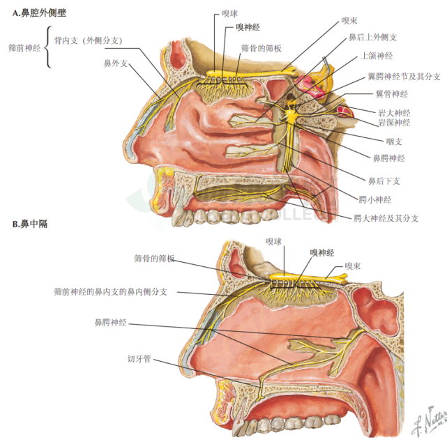 神经解剖学|嗅神经和鼻部的神经