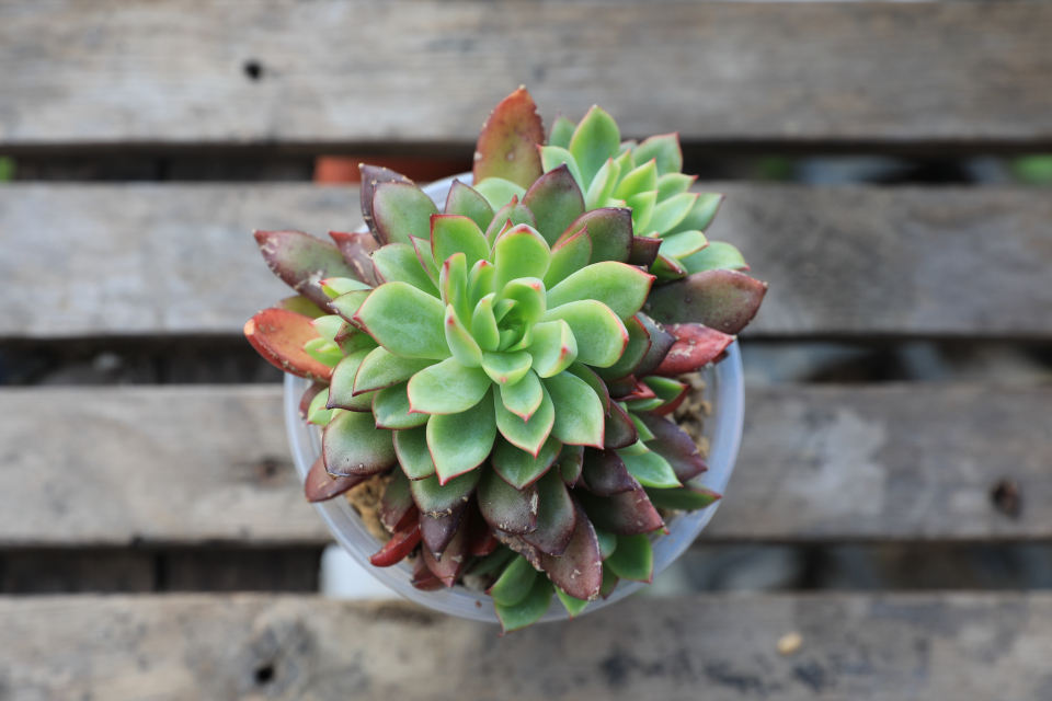 养护和其它拟石莲花属的多肉植物相似,是比较好养的多肉品种,在阳光
