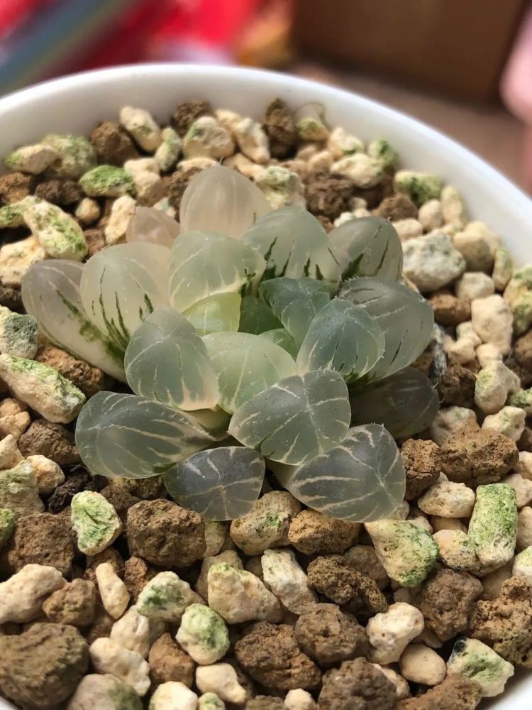 那些让人买不起的多肉一棵玉露600块一颗象牙宫上万块