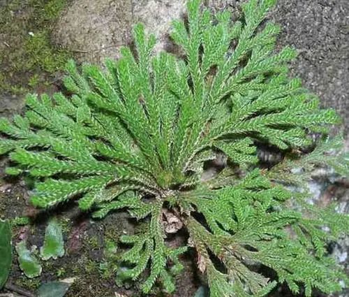 【别名】石莲花,回阳草,九死还魂草