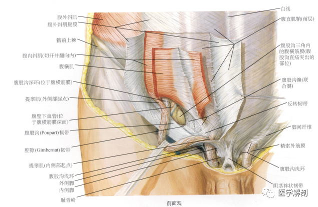 在女性,腹股沟管的解剖结构与男性相似,但发育得不如男性的好.