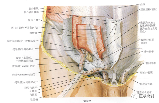 腹股沟管inguinal canal 为腹前外侧壁三层扁肌和腱之间的一条裂隙