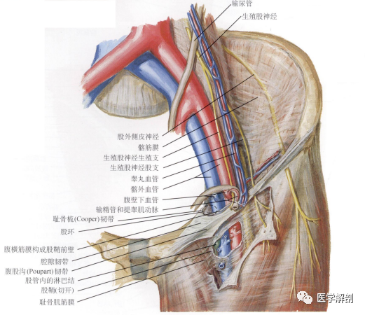 腹股沟管的解剖
