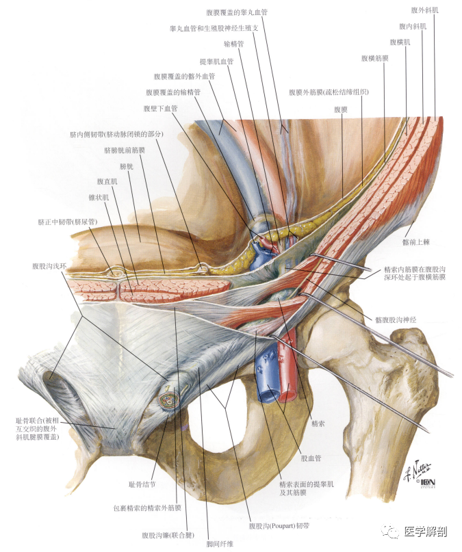 腹股沟管的解剖