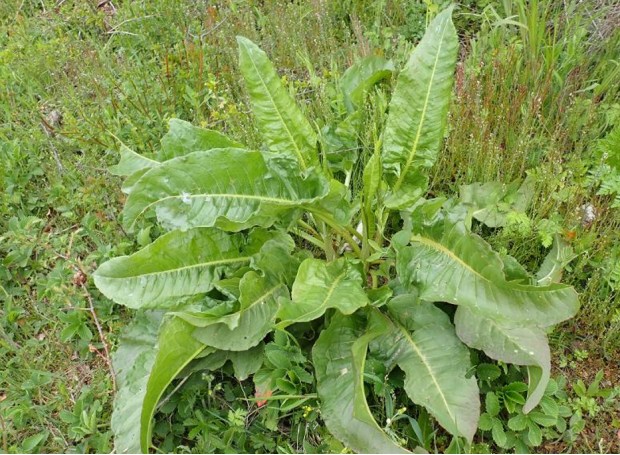 荒野维生野菜系列巴天酸模