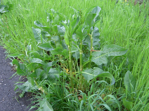 荒野维生野菜系列巴天酸模