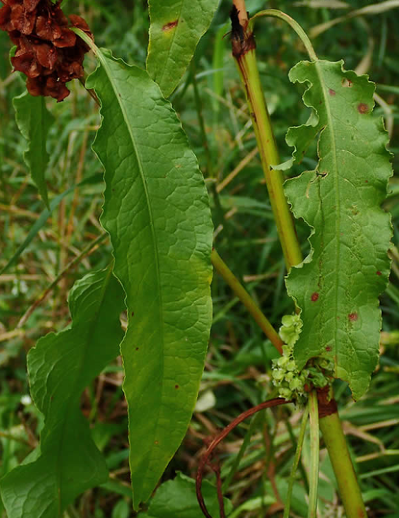 荒野维生野菜系列巴天酸模