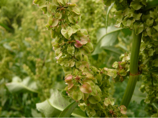 荒野维生野菜系列巴天酸模