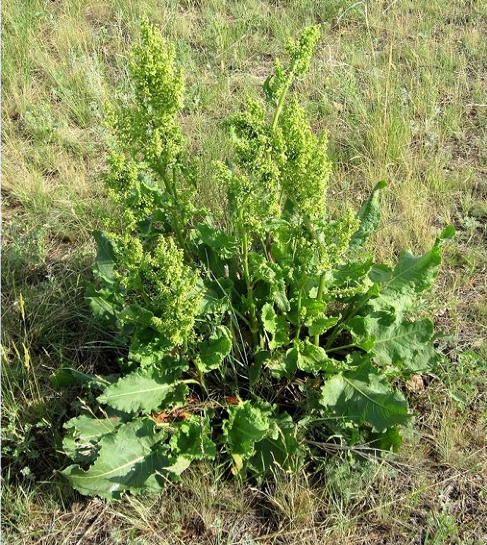 荒野维生野菜系列巴天酸模