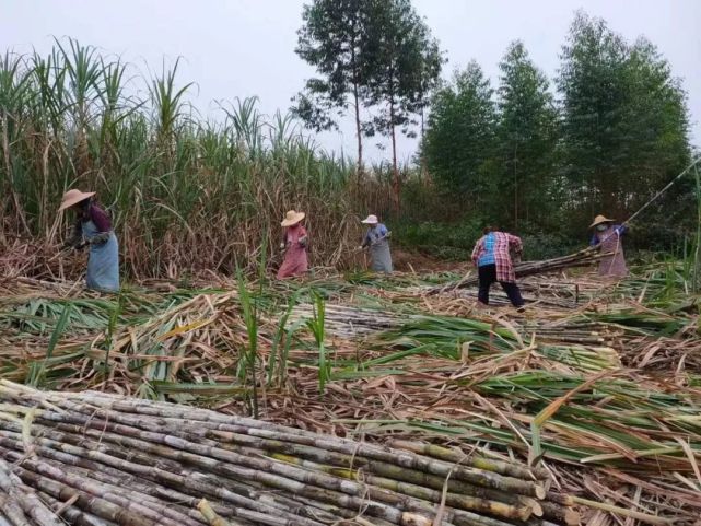 广西岭蒙留香糖业有限公司位于港南区新塘镇,村民们正在忙碌的砍甘蔗