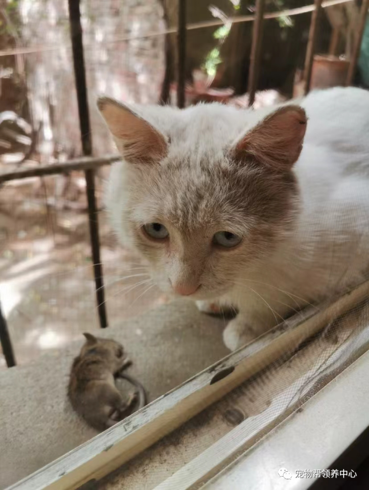 女子送流浪猫新年礼物后猫咪却叼了只老鼠回赠要不还是别报恩了吧