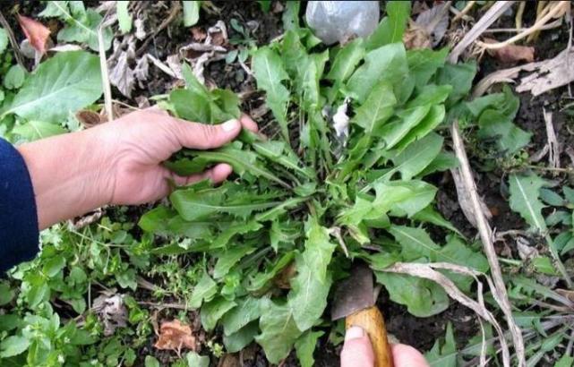 7种冬日里的野菜,比白菜还好吃,解腻又养人,看到别错过