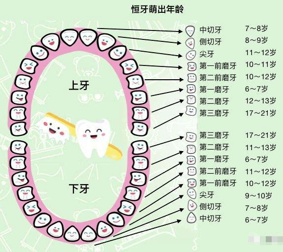 孩子从几岁开始正式换牙孩子换牙年龄以及顺序