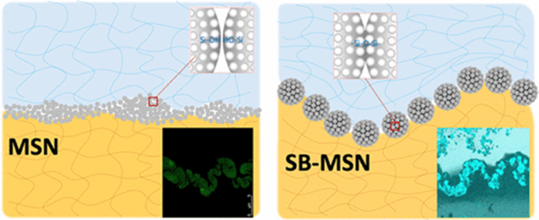 纳米粒子(msn 表面的吸附已被证明提供了一种在水凝胶或生物组织之间