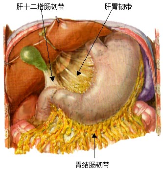 前下部接触腹壁肌层,周围有胃-膈,胃-肝,胃-脾和胃-结肠等韧带固定