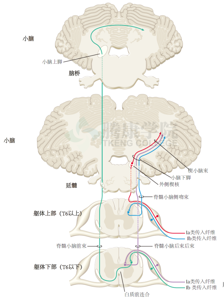 神经解剖学躯体感觉系统脊髓小脑通路