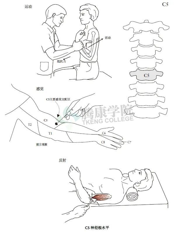 千查万别颈椎和上肢神经系统检查