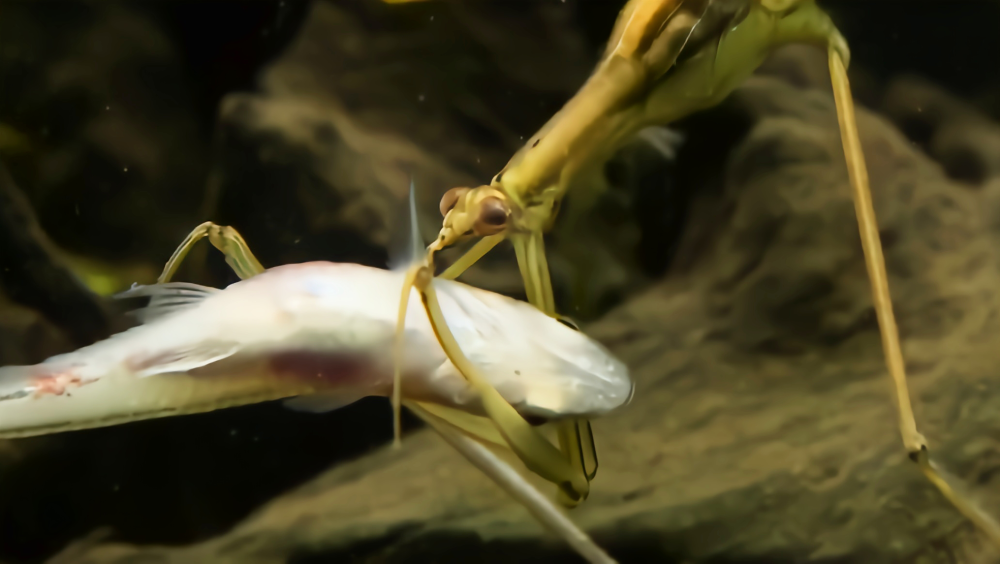 螳蝽又名水螳螂它是怎么在水里呼吸的