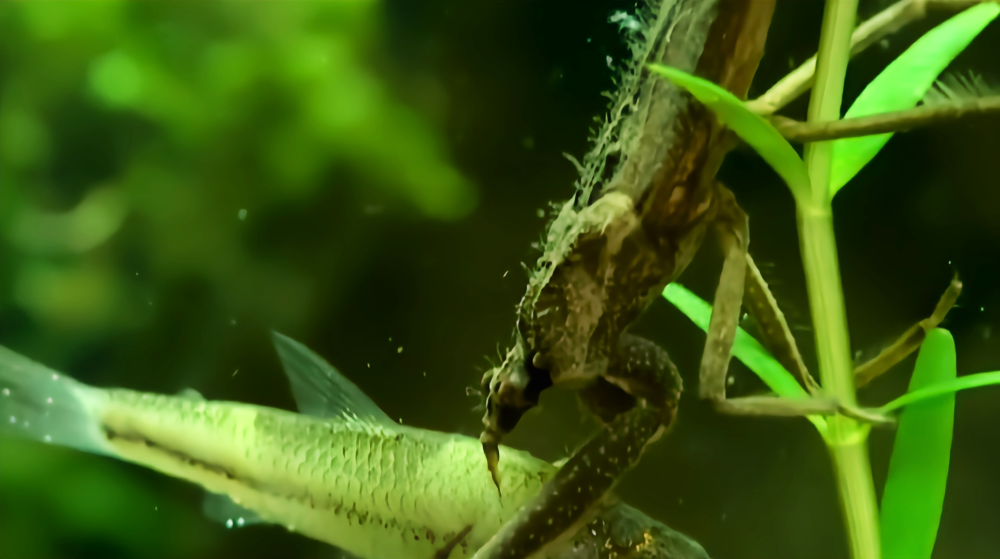 螳蝽又名水螳螂它是怎么在水里呼吸的
