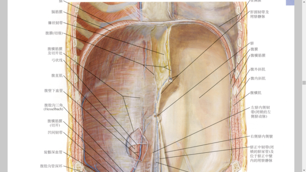 图集分享腹部解剖