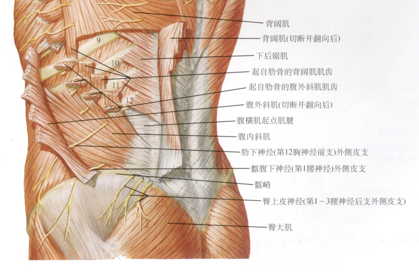 约脐下4-5cm 处),腹内斜肌和腹横肌腱膜伸向腹直肌的前方,因此无腹直