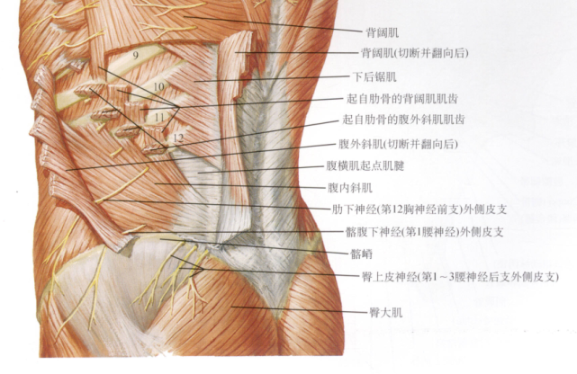 连线中点,约脐下4-5cm 处),腹内斜肌和腹横肌腱膜伸向腹直肌的前方