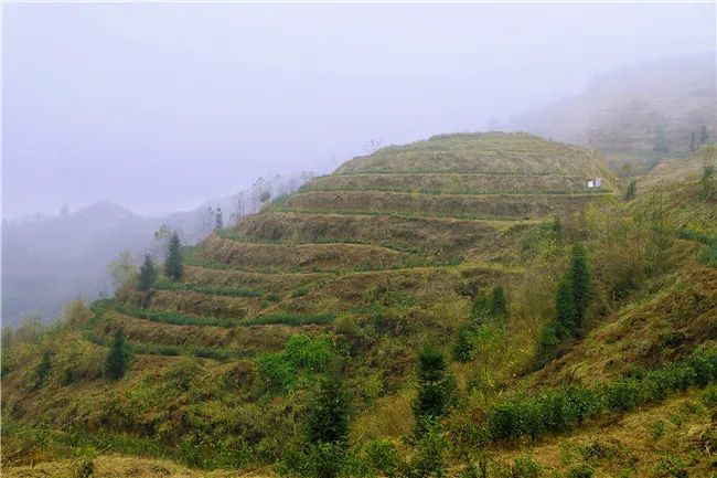 关岭普利乡长田茶山冬管忙