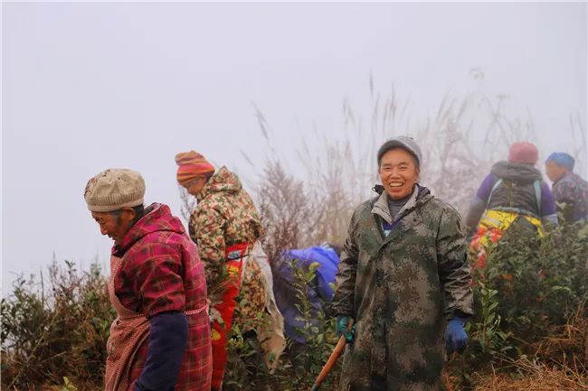 关岭普利乡长田茶山冬管忙