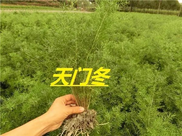 天门冬的药用功效与作用天门冬的用法和用量