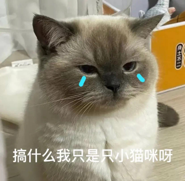 流泪猫猫头表情包泪水都要溢出屏幕啦喂