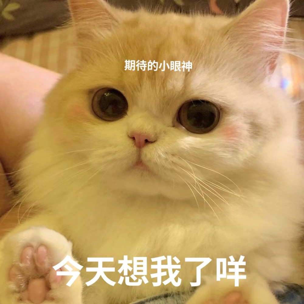 猫猫表情包想要贴贴