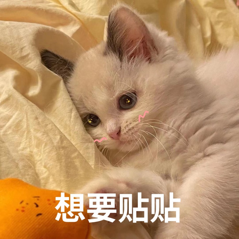 猫猫表情包想要贴贴