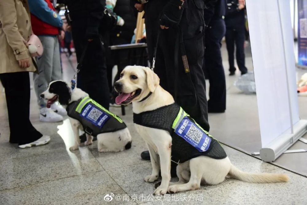 在后来的"入警"表现中,警犬队的警犬们各个不负众望,累计查获酒精