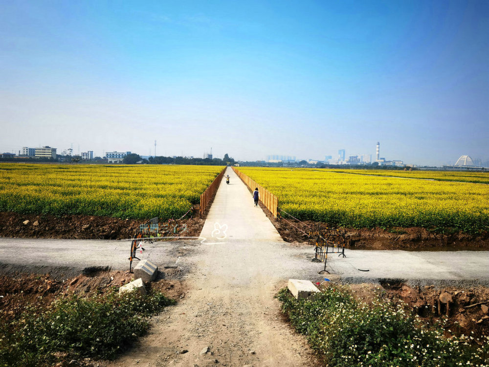 南沙这片油菜花田是在广州南沙凤凰三桥附近,因为去年珊珊三丫头也曾