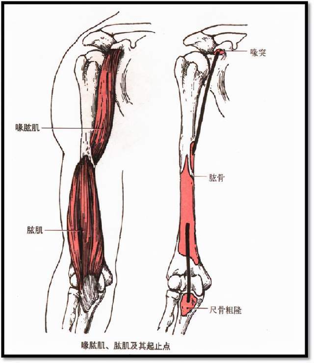 喙肱肌起点:肩胛骨喙突止点:肱骨内侧1/2(与三角肌止点对应)肱二头肌