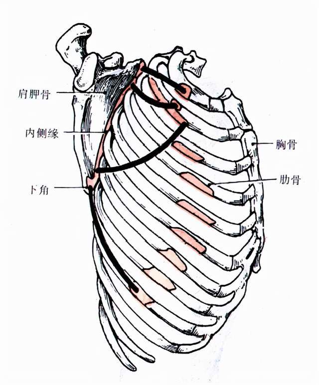 分割到三组手指般大小的区域止点:在肩胛骨的内侧和下角的前面喙肱肌