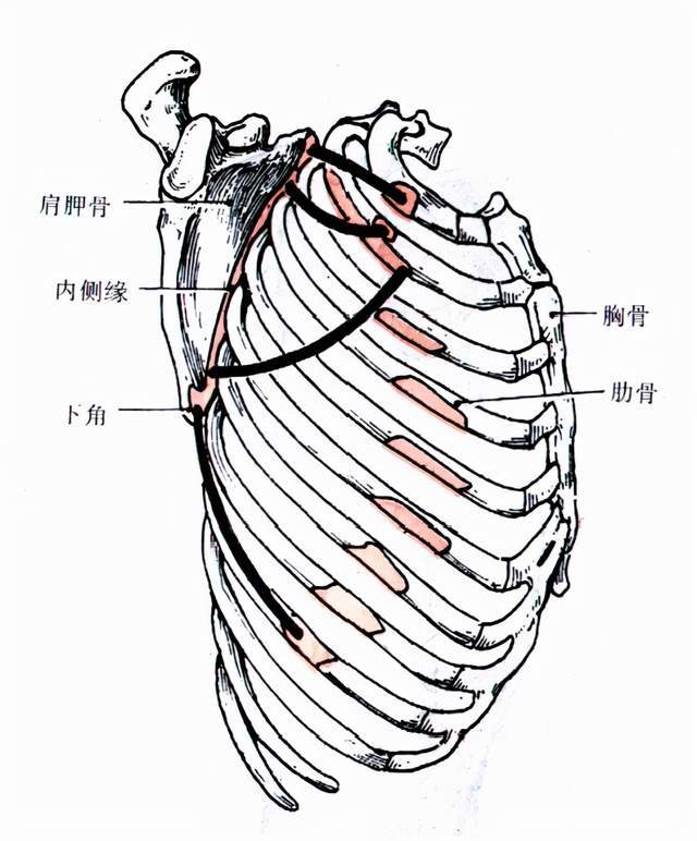 前锯肌部位:位于胸廓的外侧皮下,上部为胸大肌和胸小肌所遮盖的起点