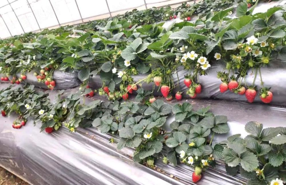 大棚草莓种植袋模块立体栽培技术