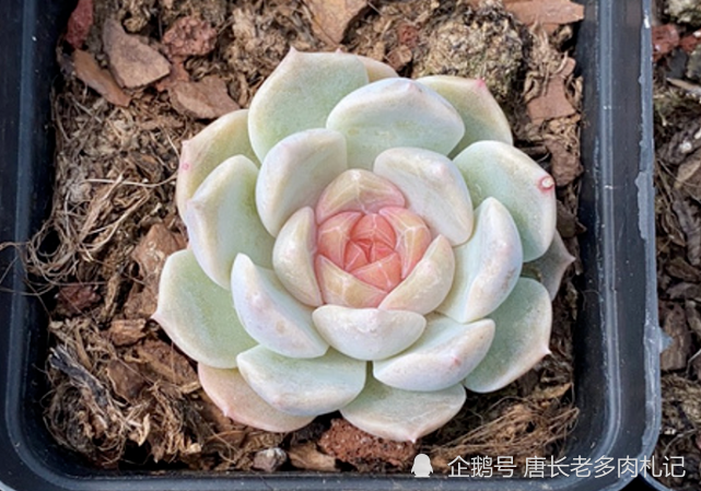 多肉冰魄不是冰玉,虽然名字只有一字之差,但它有2个明显的特征