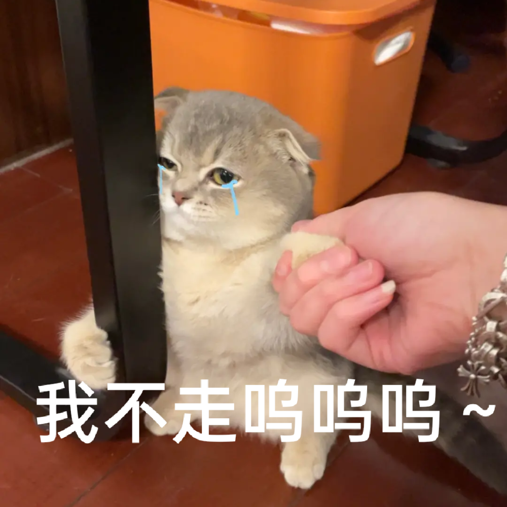 猫猫可爱表情包