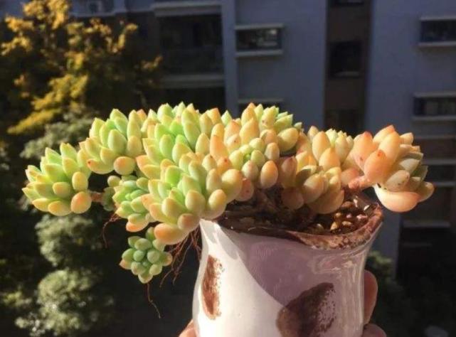 盘点6种高颜值多肉叶形相似却各有千秋哪一种是你的心头爱