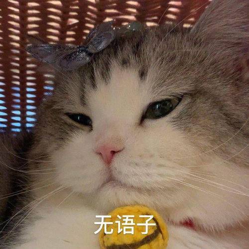 可爱猫咪表情包无语子