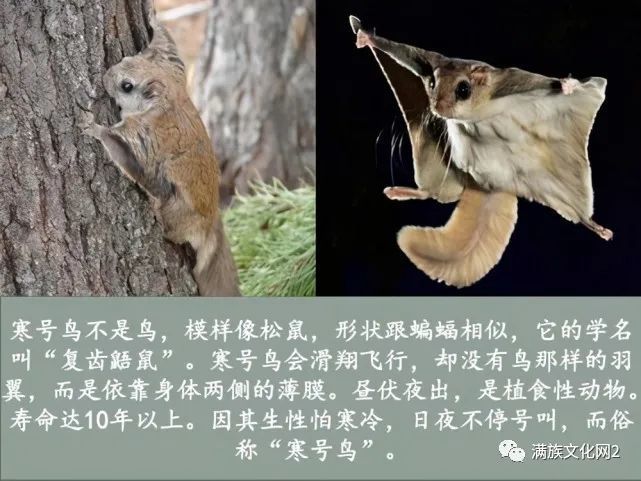寒号鸟不是鸟,是飞鼠我亲眼见过长白山中的寒号鸟,但那不是鸟,而是