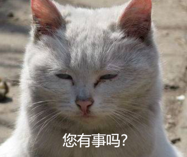 可爱猫咪表情包无语子