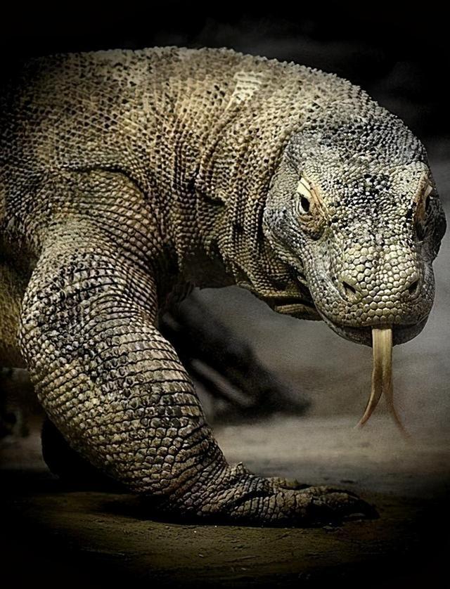 现存最大的蜥蜴被神话的科莫多巨蜥其真正实力到底如何