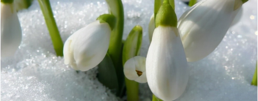 雪滴花金美秀离世戏里戏外都是一波三折像极了剧名的花语