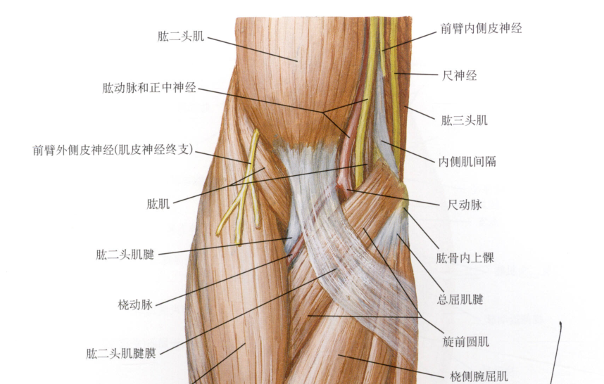 干货上肢肌肉触诊图集