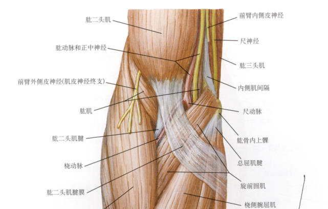 被检查者外展抗阻力屈肘,能触摸到条索状的喙肱肌肱二头肌肌腱比较