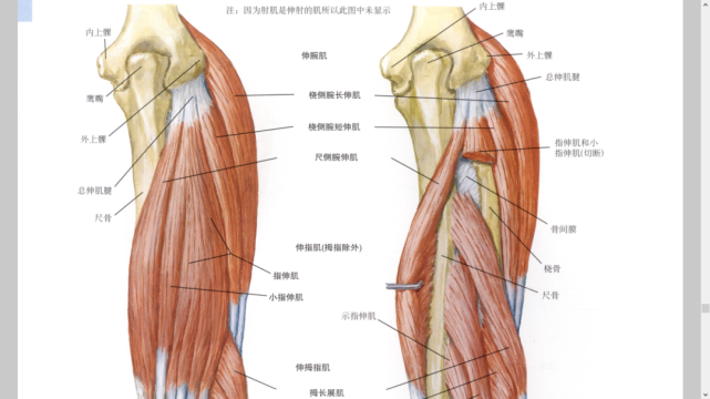 反复伸腕伸指下触摸指总伸肌(1)桡侧腕长伸肌(2)肱桡肌(3)肱桡肌 前臂