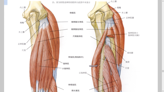 干货|上肢肌肉触诊图集